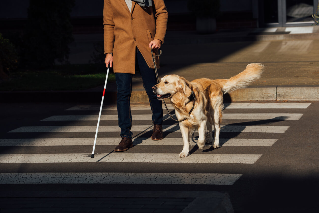 blind person crossing the street with seeing eye dog ss disability access
