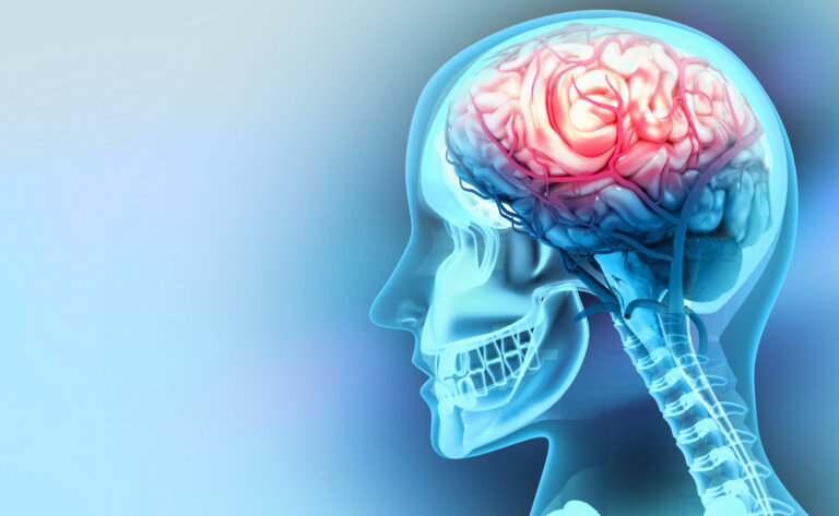 highlighted brain in head